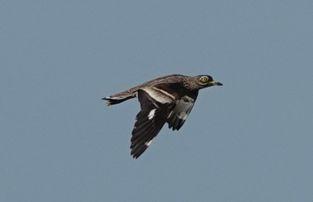 Eurasian Thick-knee - ML620428415