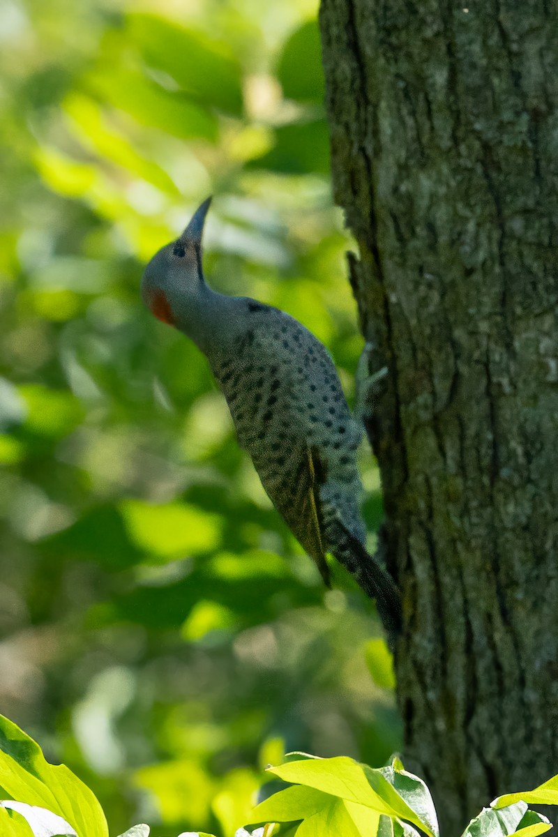 Northern Flicker - ML620428417