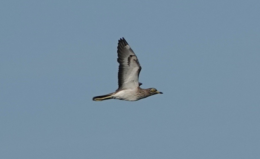 Eurasian Thick-knee - ML620428418