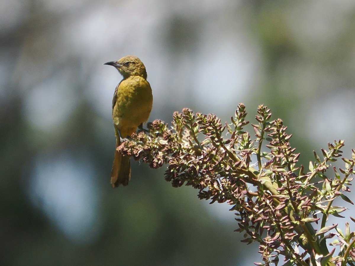 Oriole masqué - ML620428420