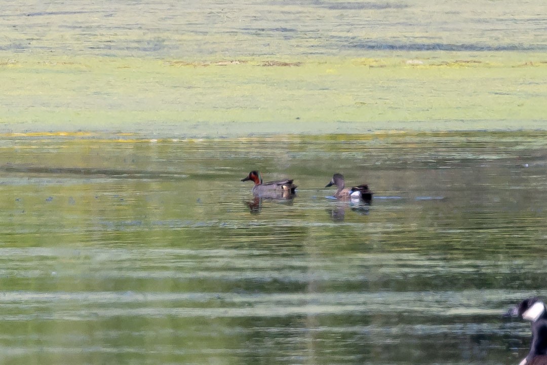 Blue-winged Teal - ML620428423