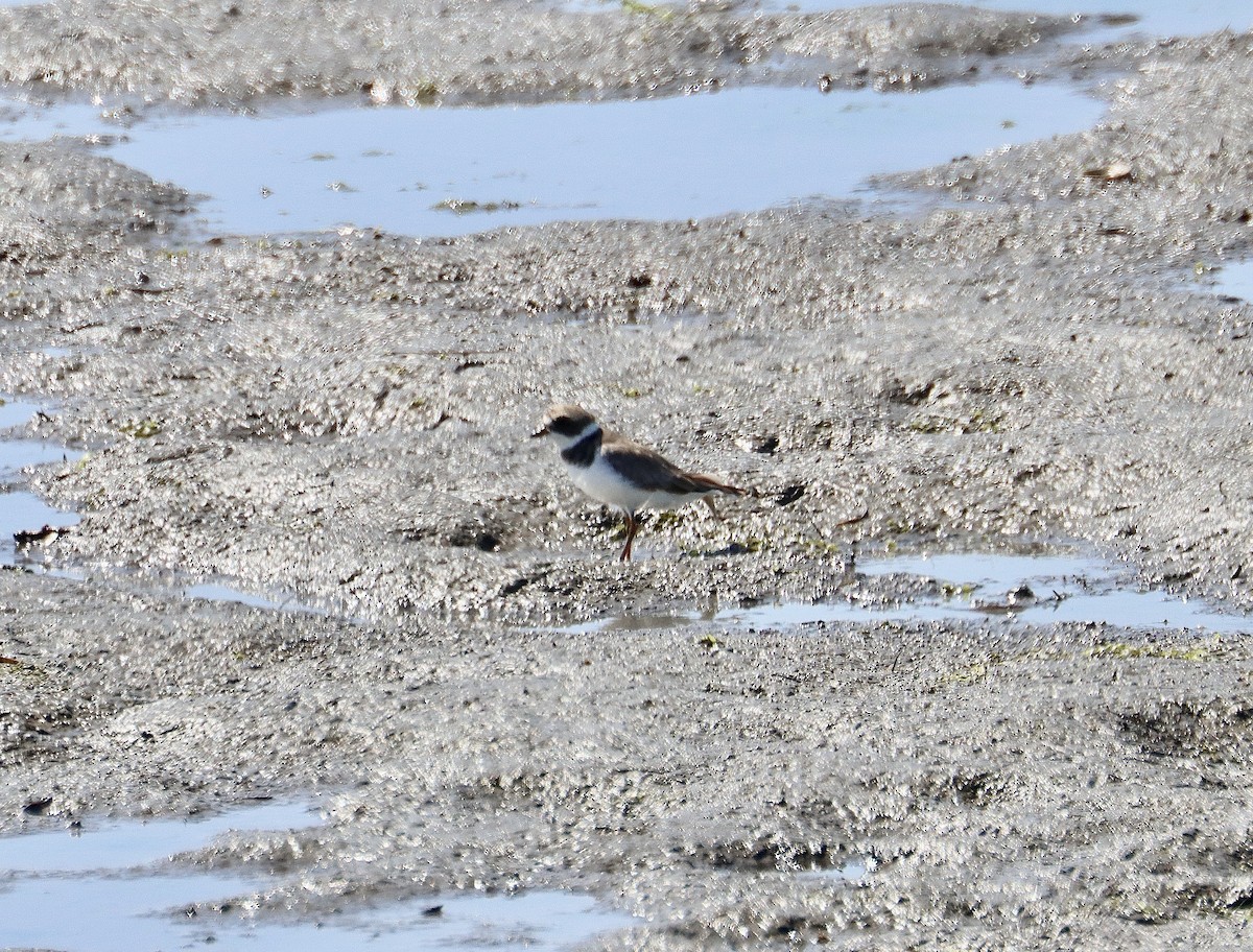 Semipalmated Plover - ML620428424