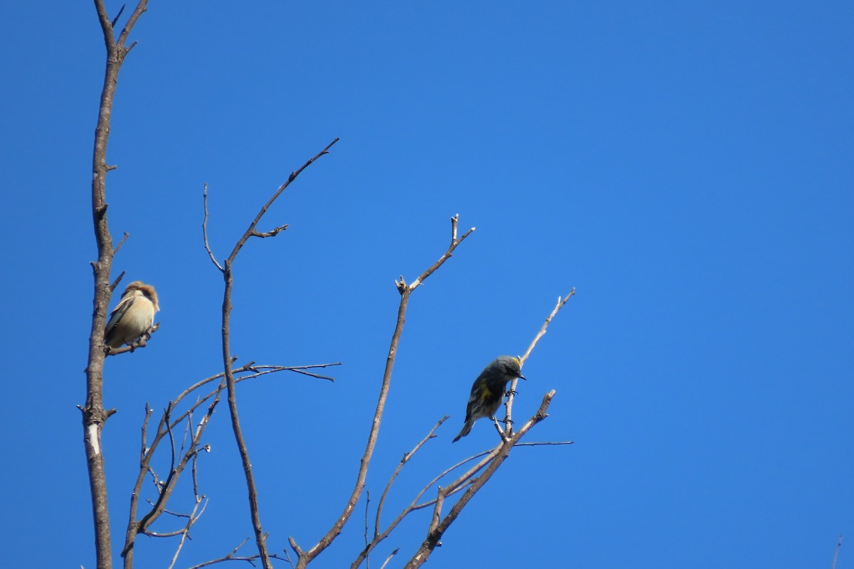 Yellow-rumped Warbler - ML620428425