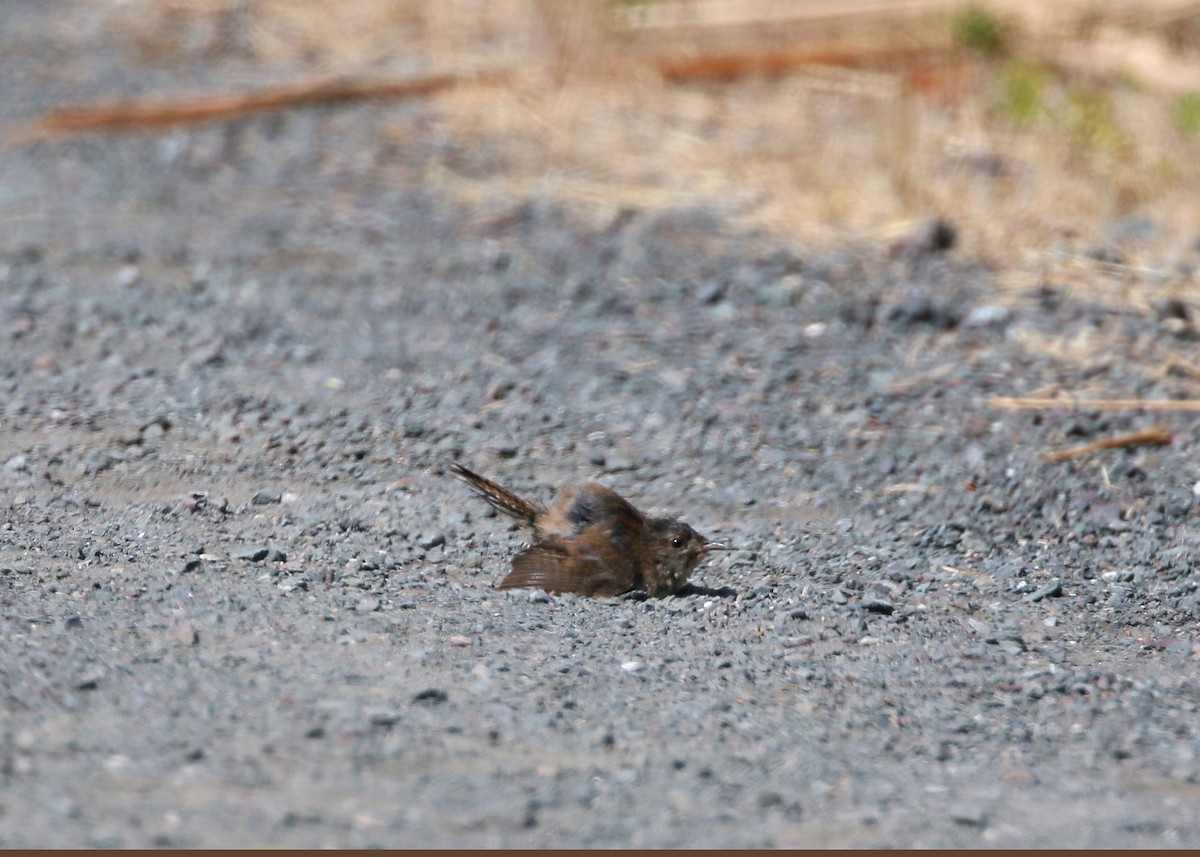 House Wren - ML620428432