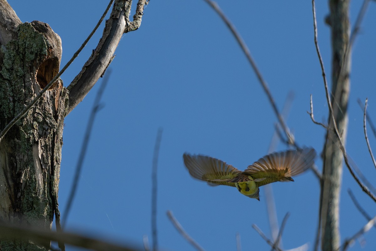 Great Crested Flycatcher - ML620428436