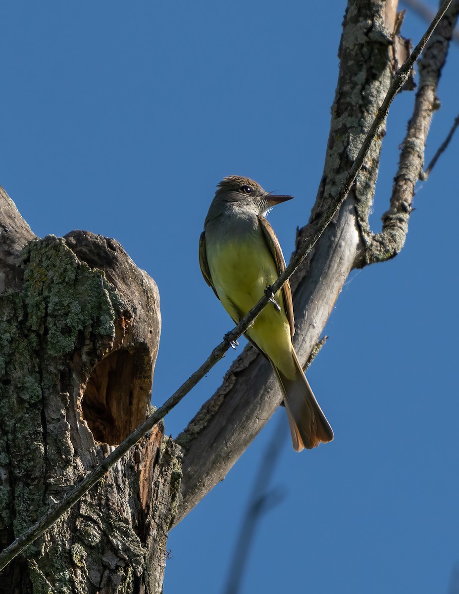 Great Crested Flycatcher - ML620428437
