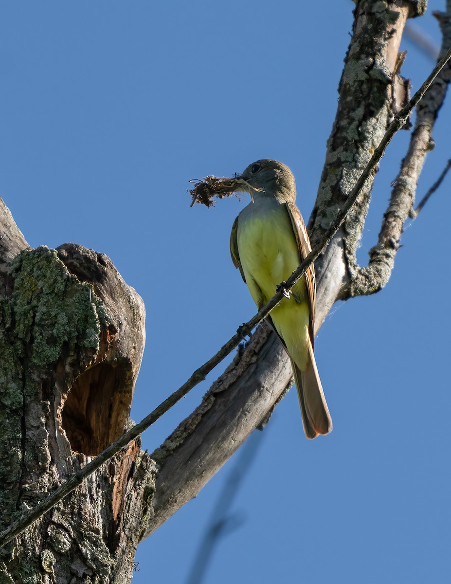 Great Crested Flycatcher - ML620428438