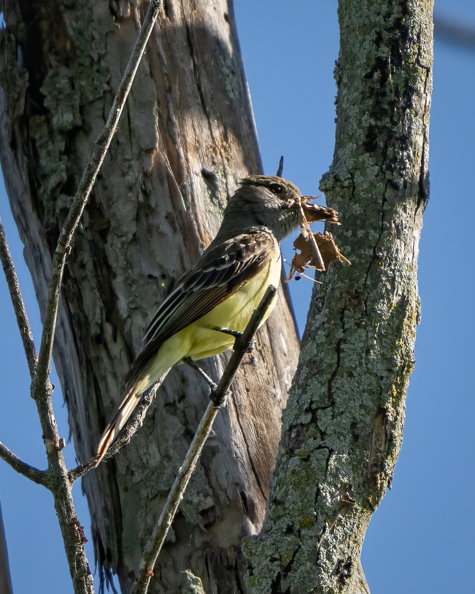 Great Crested Flycatcher - ML620428439