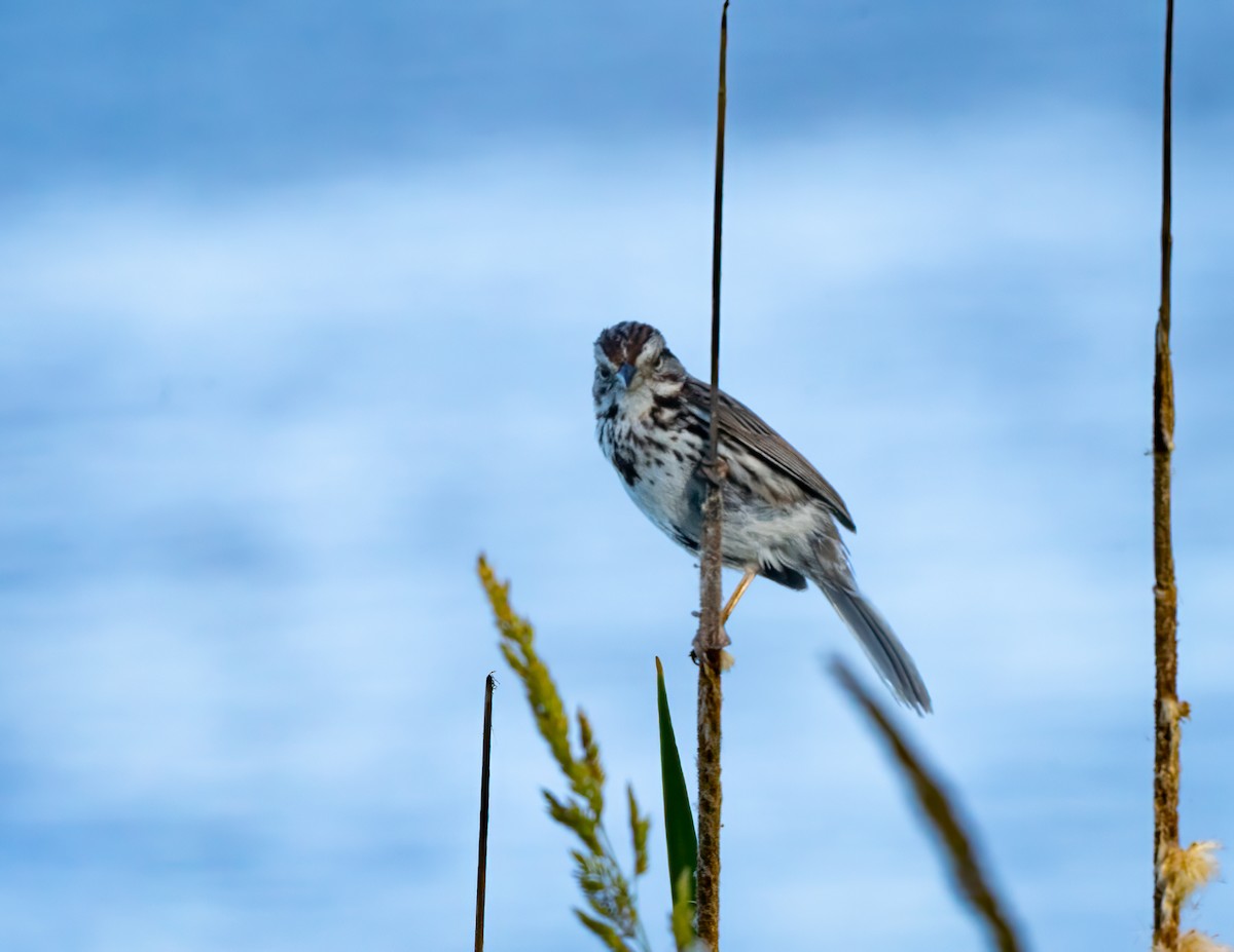 Song Sparrow - ML620428445