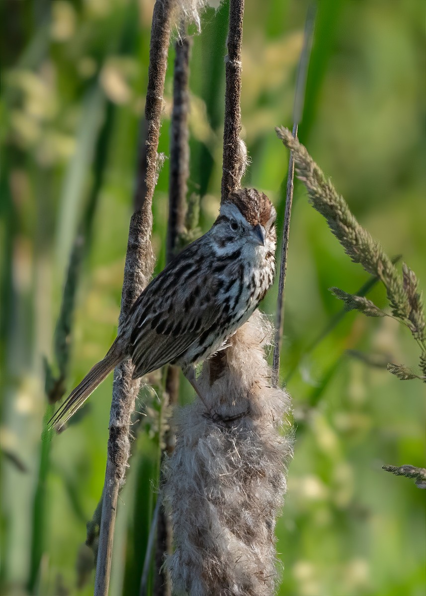 Song Sparrow - ML620428446