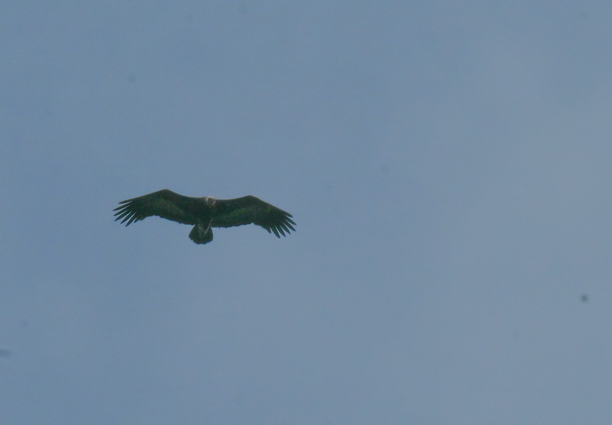 Hooded Vulture - Anne Heyerly