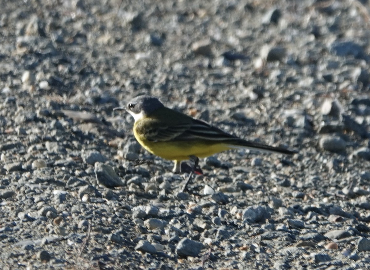 Western Yellow Wagtail - ML620428451