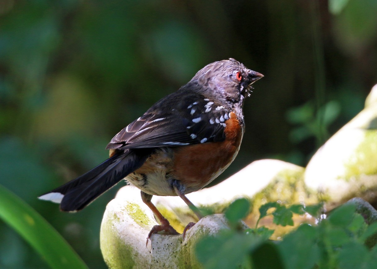 Spotted Towhee - ML620428458