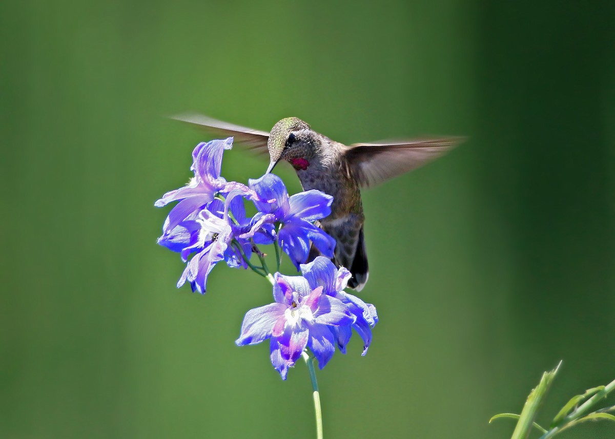 Anna's Hummingbird - ML620428461