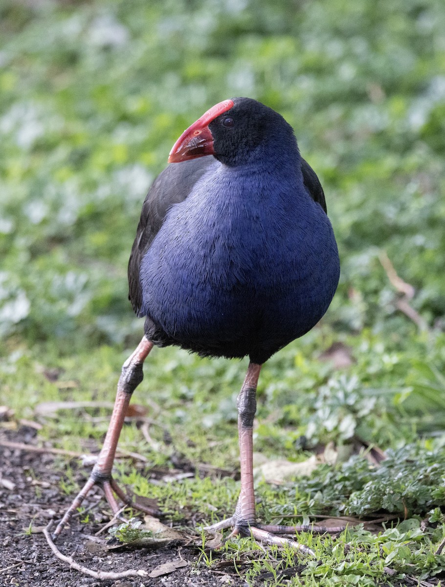 Australasian Swamphen - ML620428462