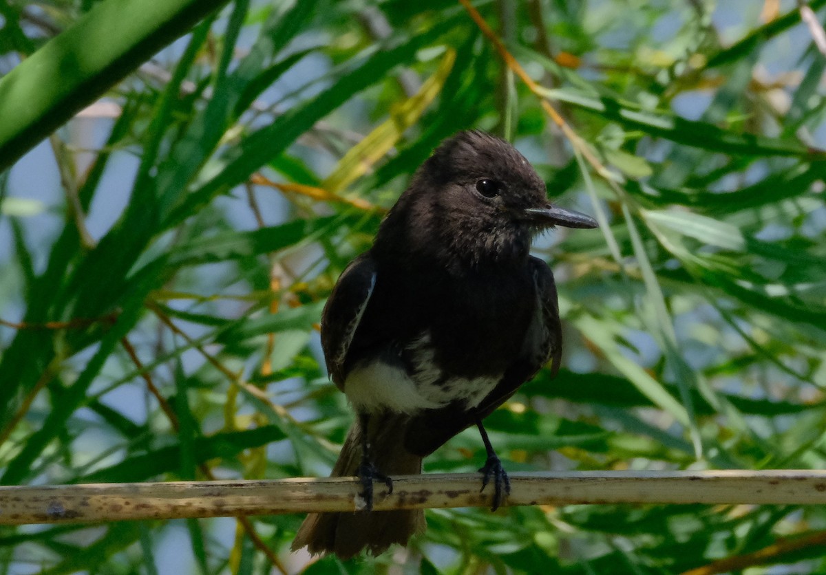 Black Phoebe - ML620428463