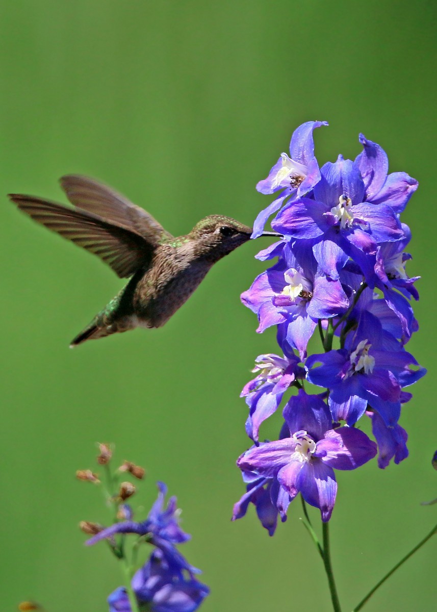 Anna's Hummingbird - ML620428464