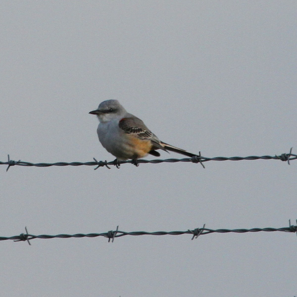 Scissor-tailed Flycatcher - ML620428470