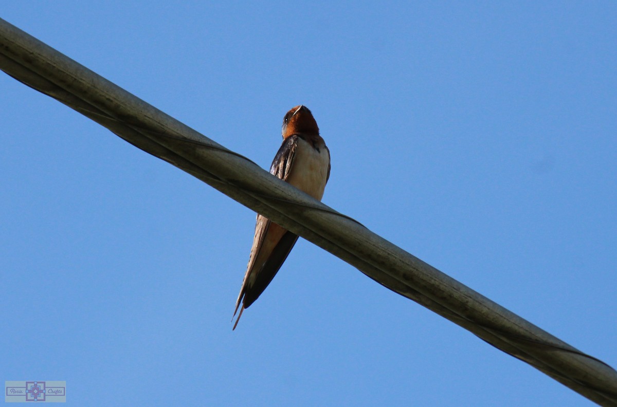 Barn Swallow - Rose Marie