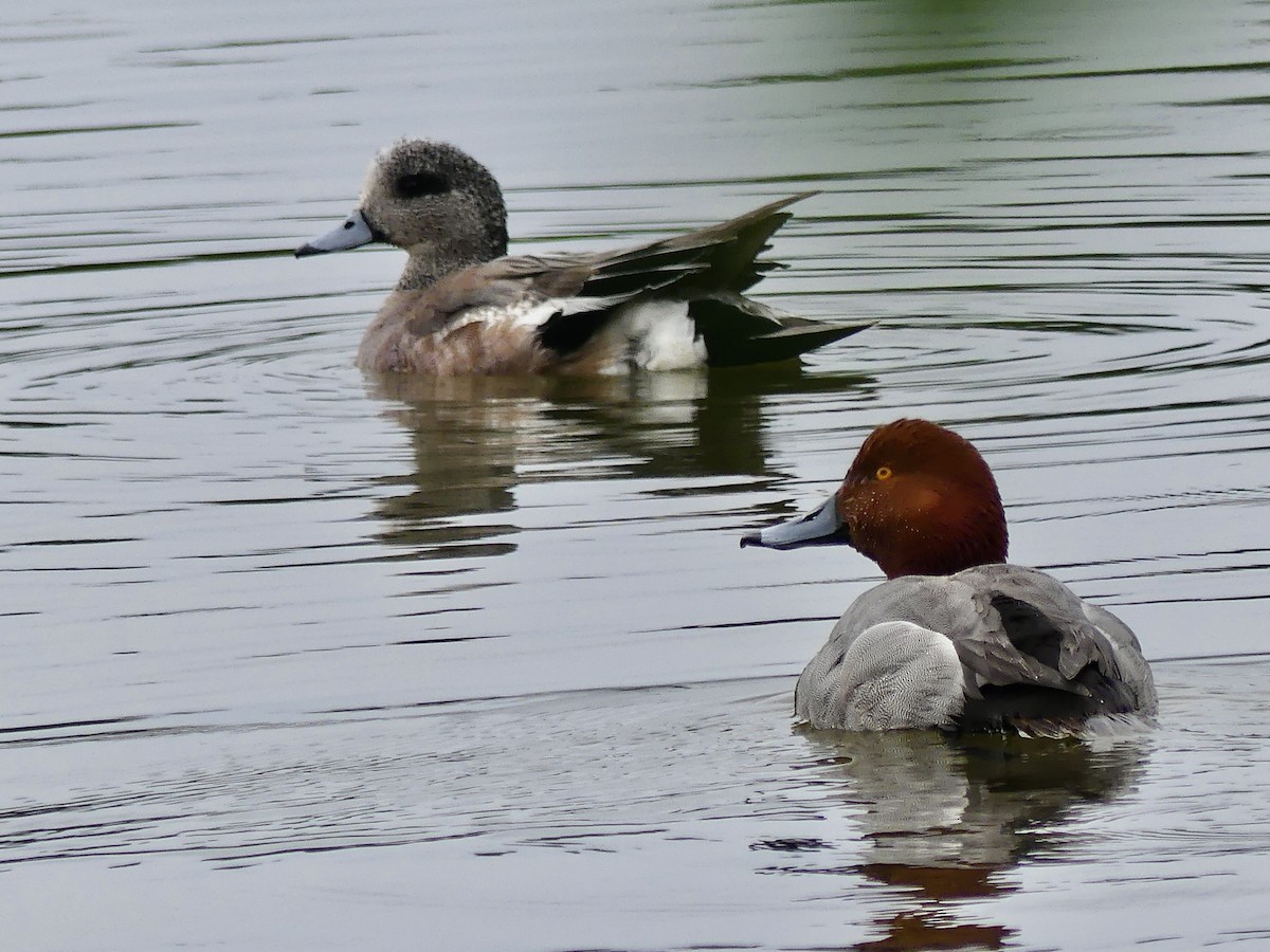 American Wigeon - ML620428483