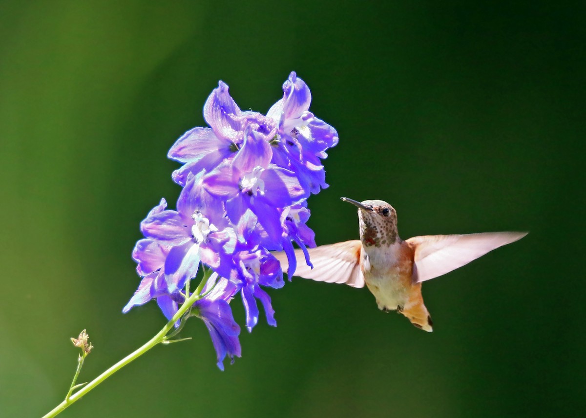 Allen's Hummingbird - William Clark