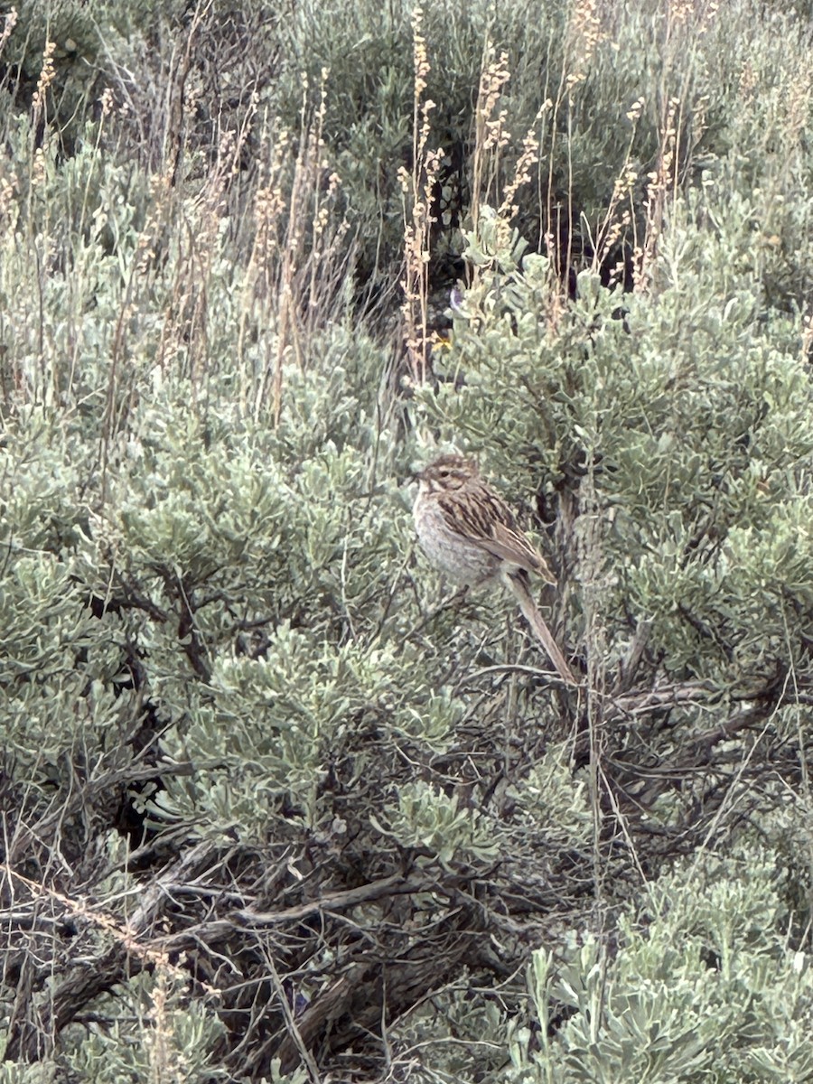 Brewer's Sparrow - ML620428486