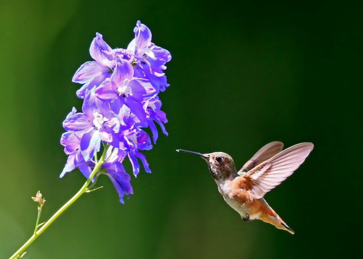 Allen's Hummingbird - ML620428488