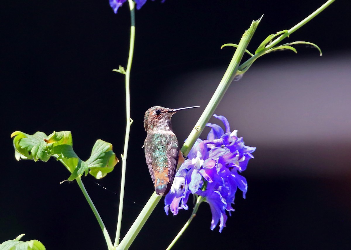 Allen's Hummingbird - ML620428490