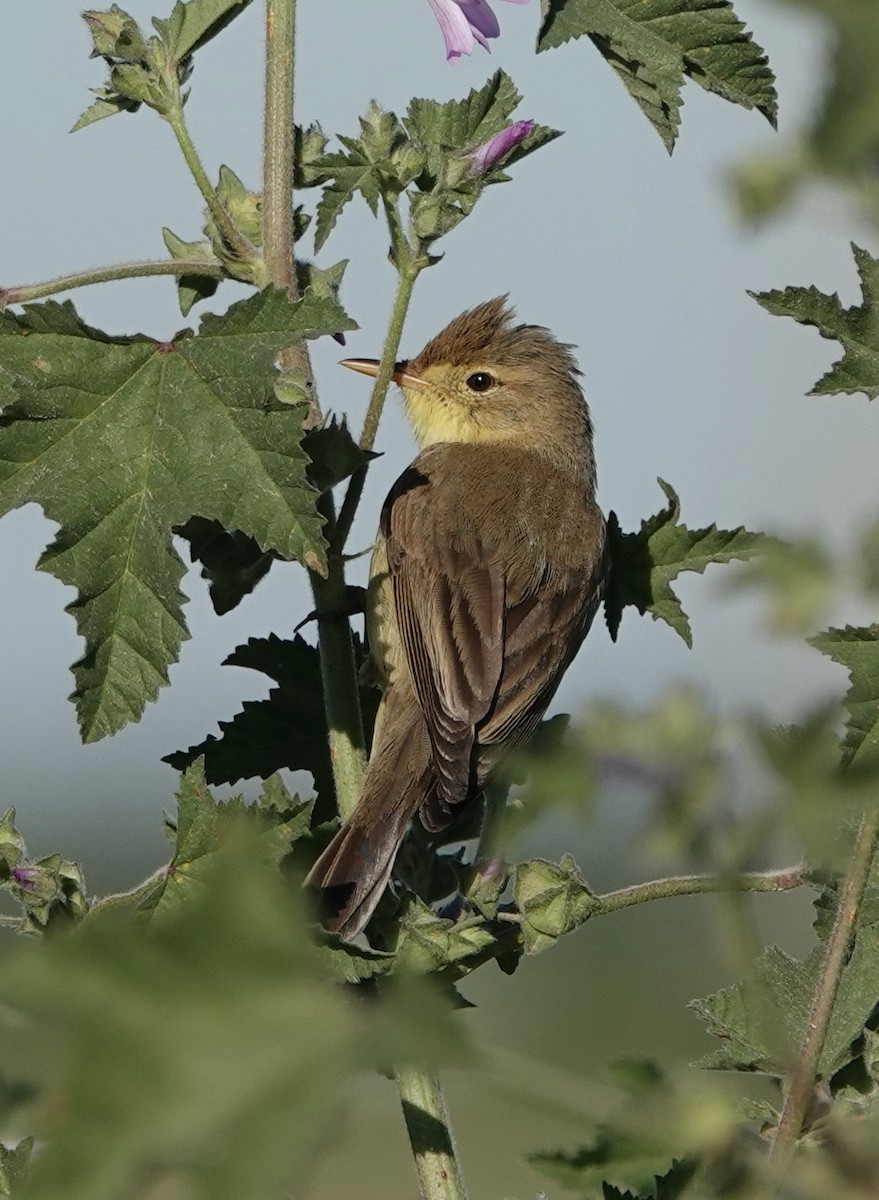 Melodious Warbler - ML620428491