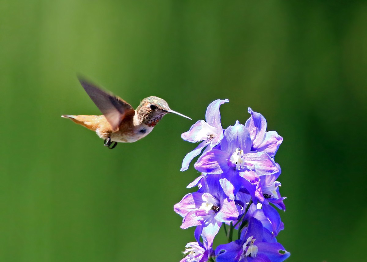 Allen's Hummingbird - ML620428492