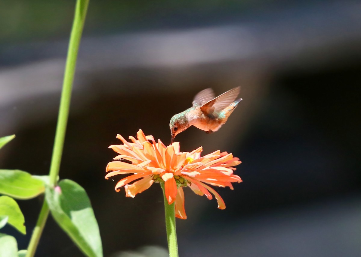 Allen's Hummingbird - ML620428493