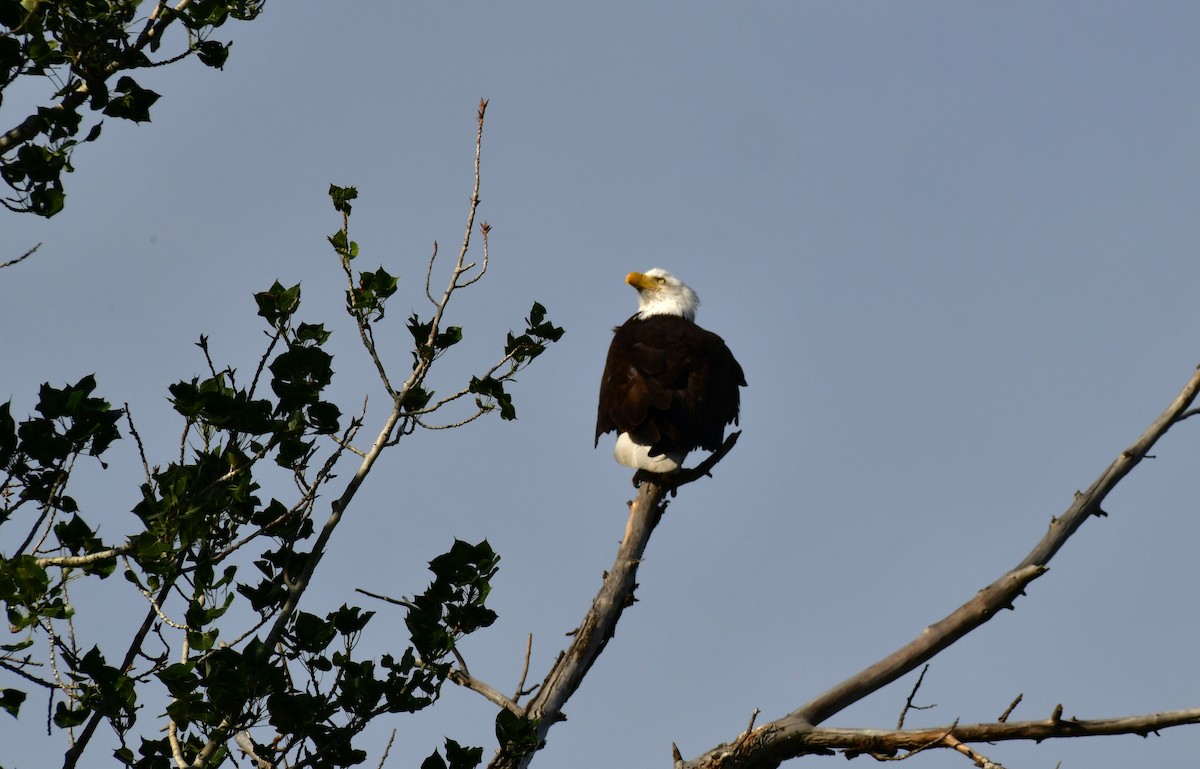 Weißkopf-Seeadler - ML620428496