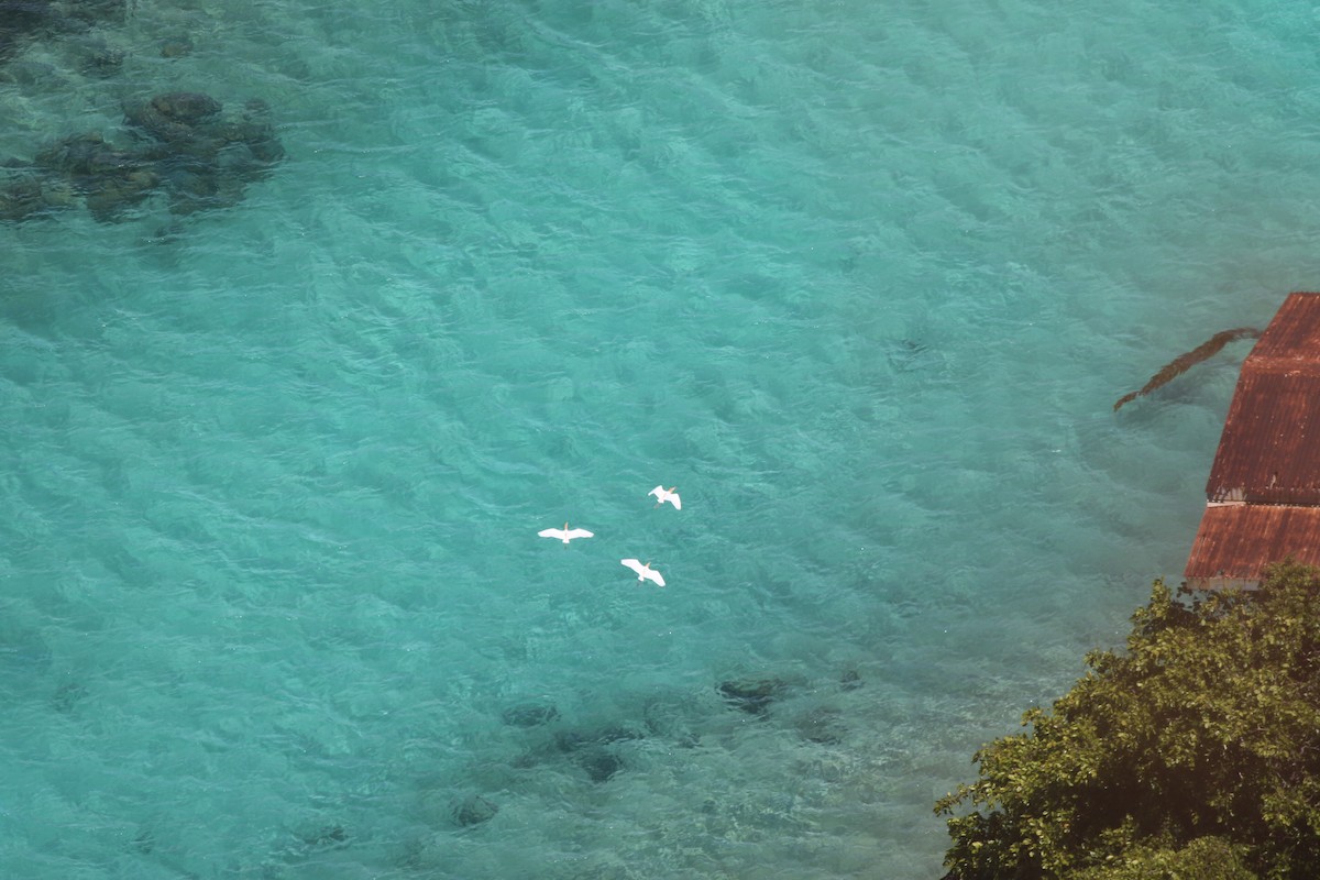 Eastern Cattle Egret - Yousif Attia