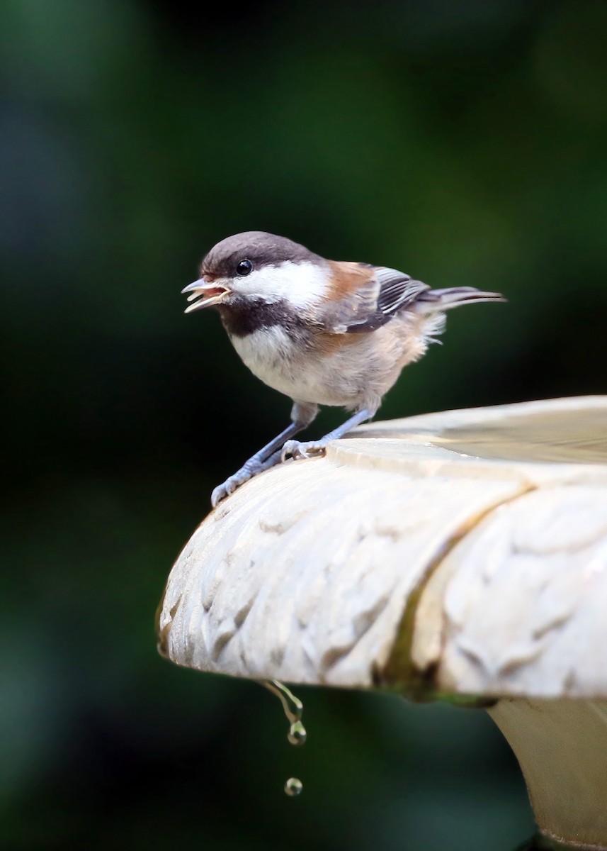 Mésange à dos marron - ML620428503