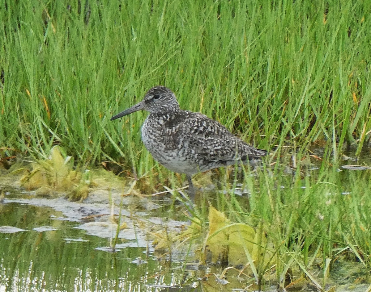 Willet - ML620428505