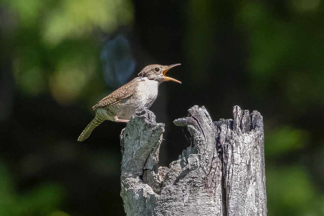 House Wren - ML620428506