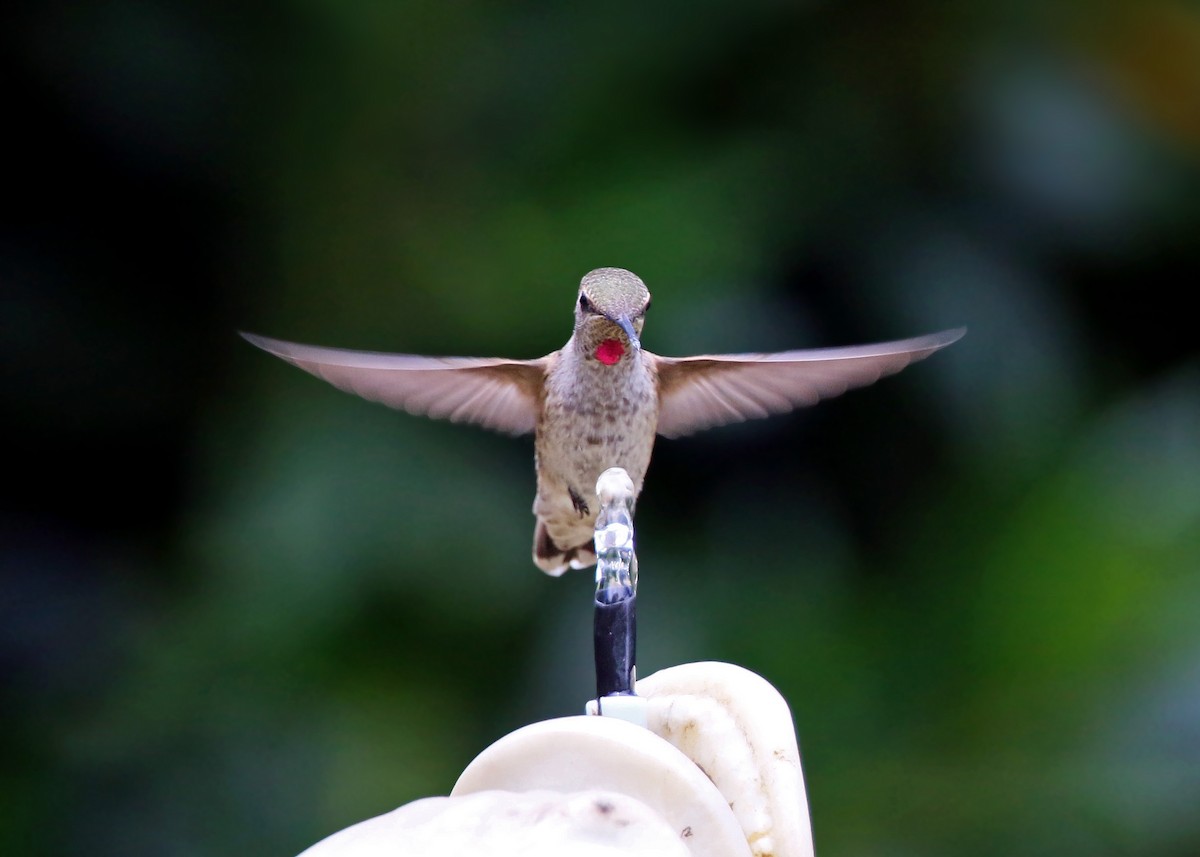 Anna's Hummingbird - ML620428511