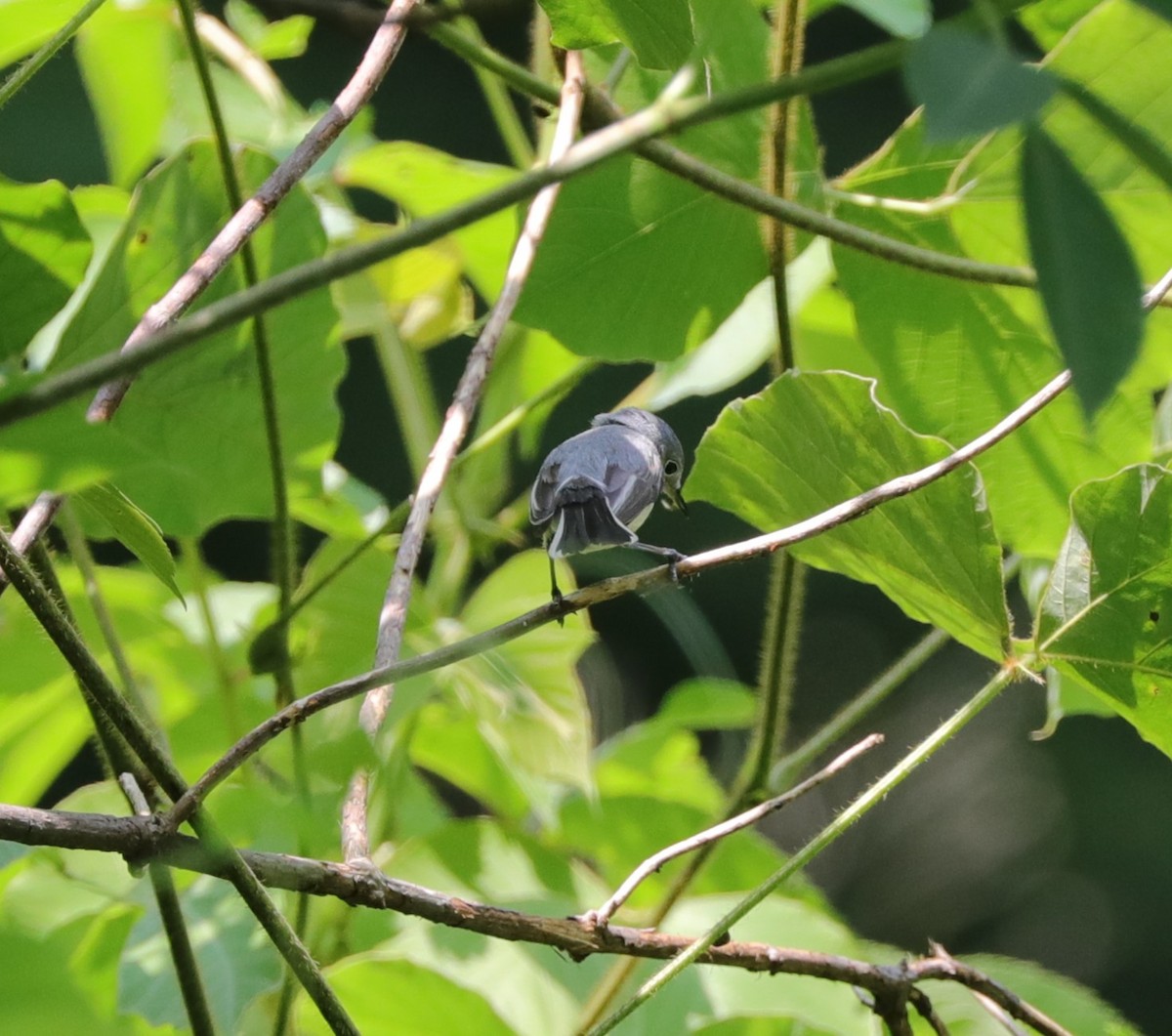 Blue-gray Gnatcatcher - ML620428512