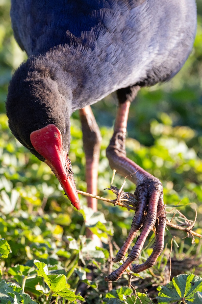 Australasian Swamphen - ML620428514