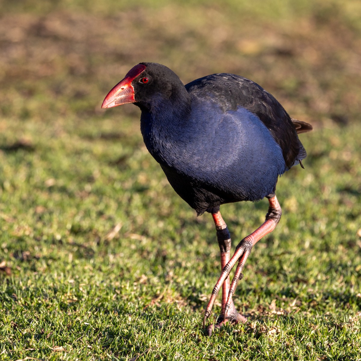 Australasian Swamphen - Richard and Margaret Alcorn