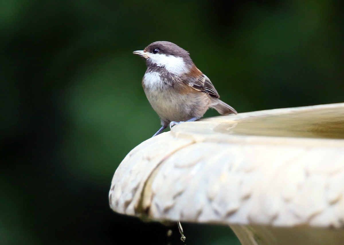 Chestnut-backed Chickadee - ML620428519