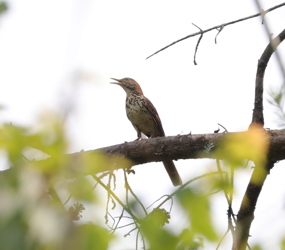 Brown Thrasher - ML620428520