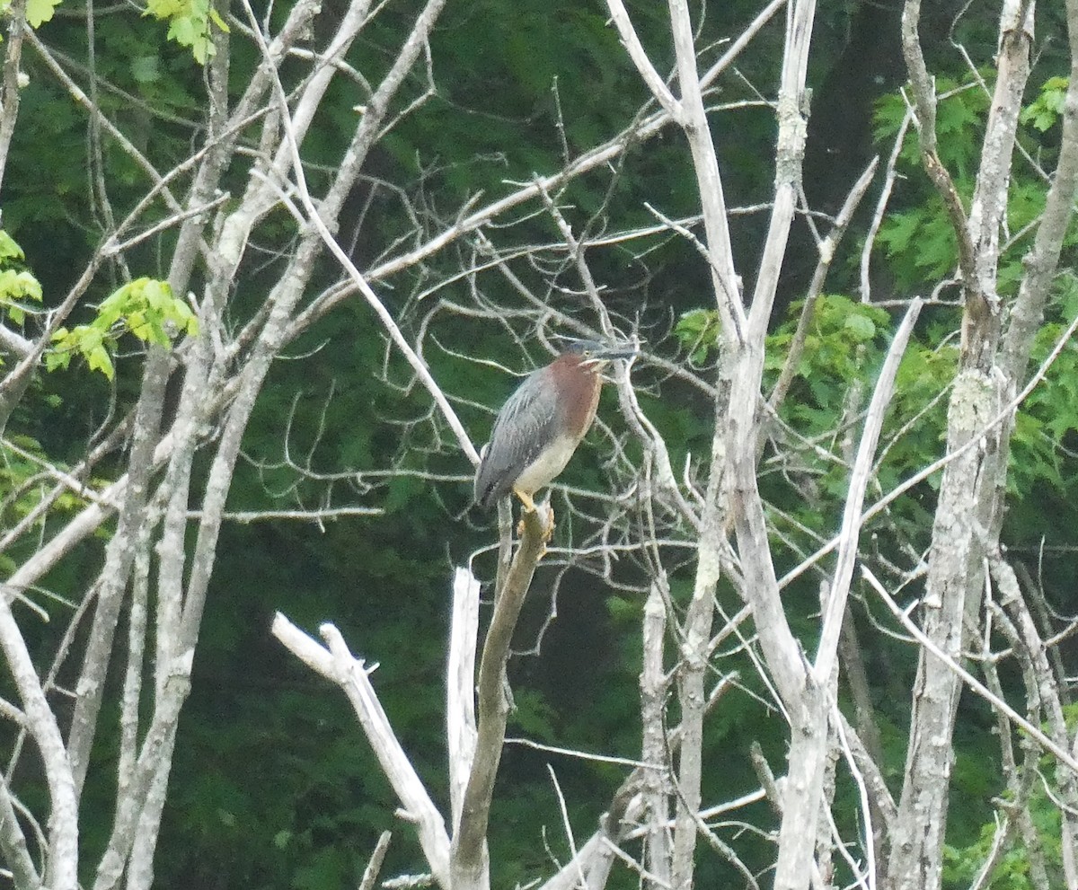 Green Heron - D Sacks