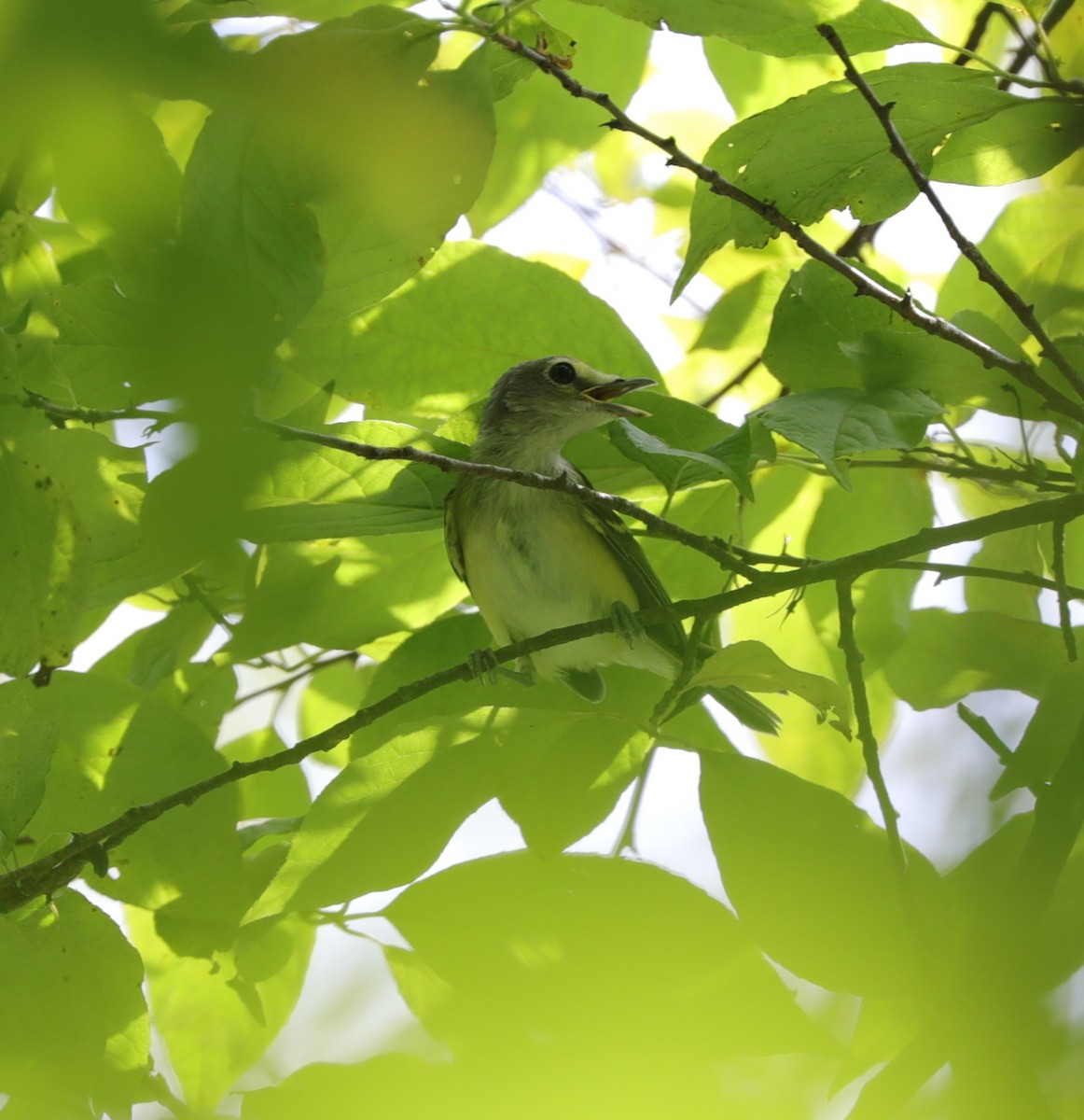 Ak Gözlü Vireo - ML620428524