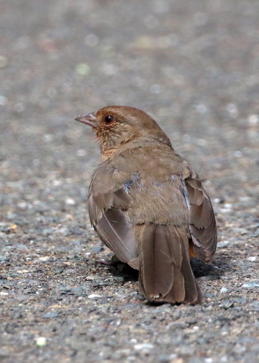 California Towhee - ML620428525