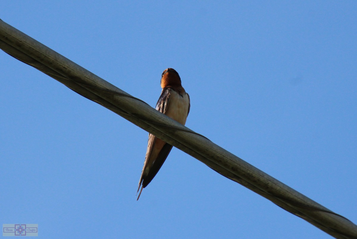 Barn Swallow - ML620428526