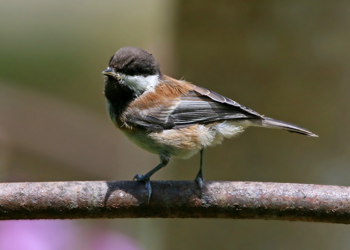 Chestnut-backed Chickadee - ML620428557