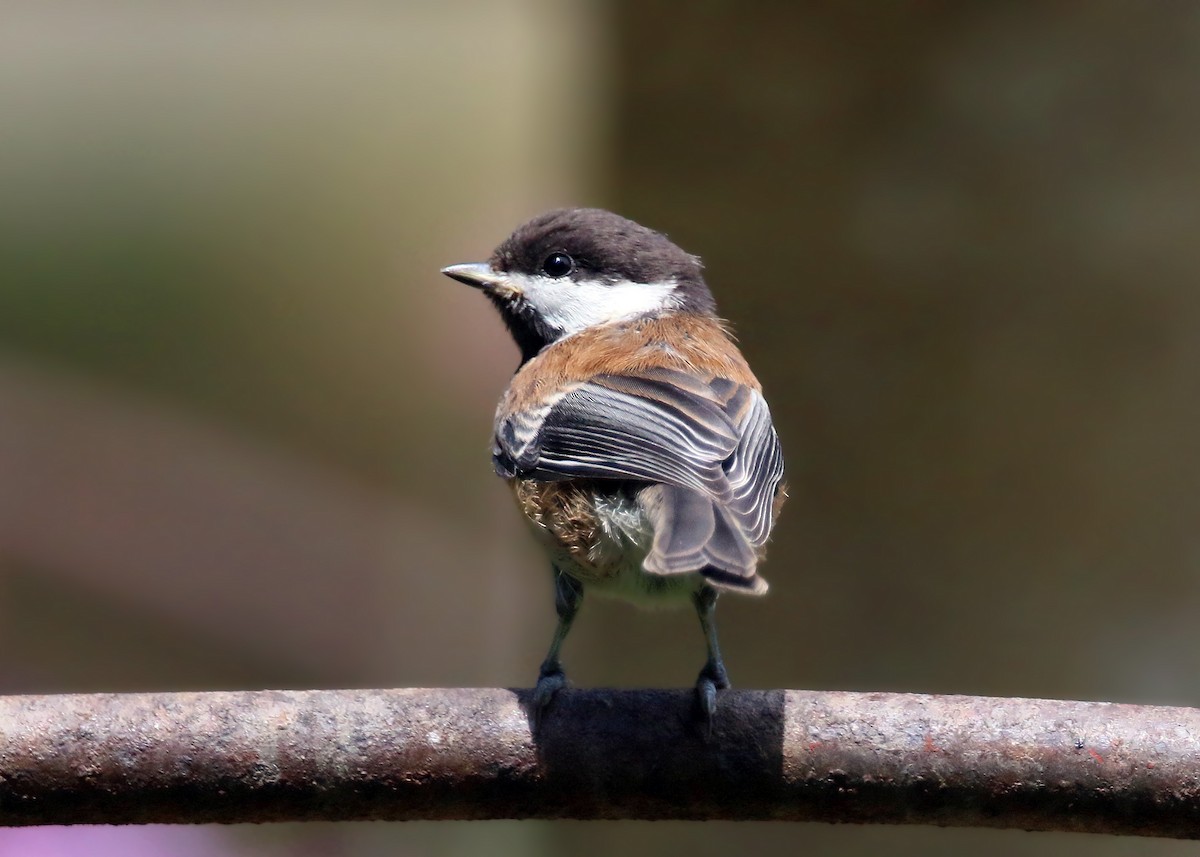 Chestnut-backed Chickadee - ML620428558