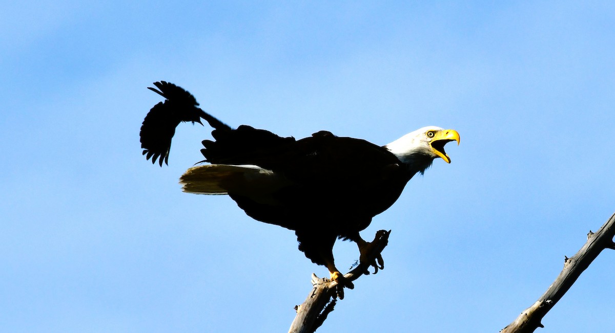 Bald Eagle - ML620428562