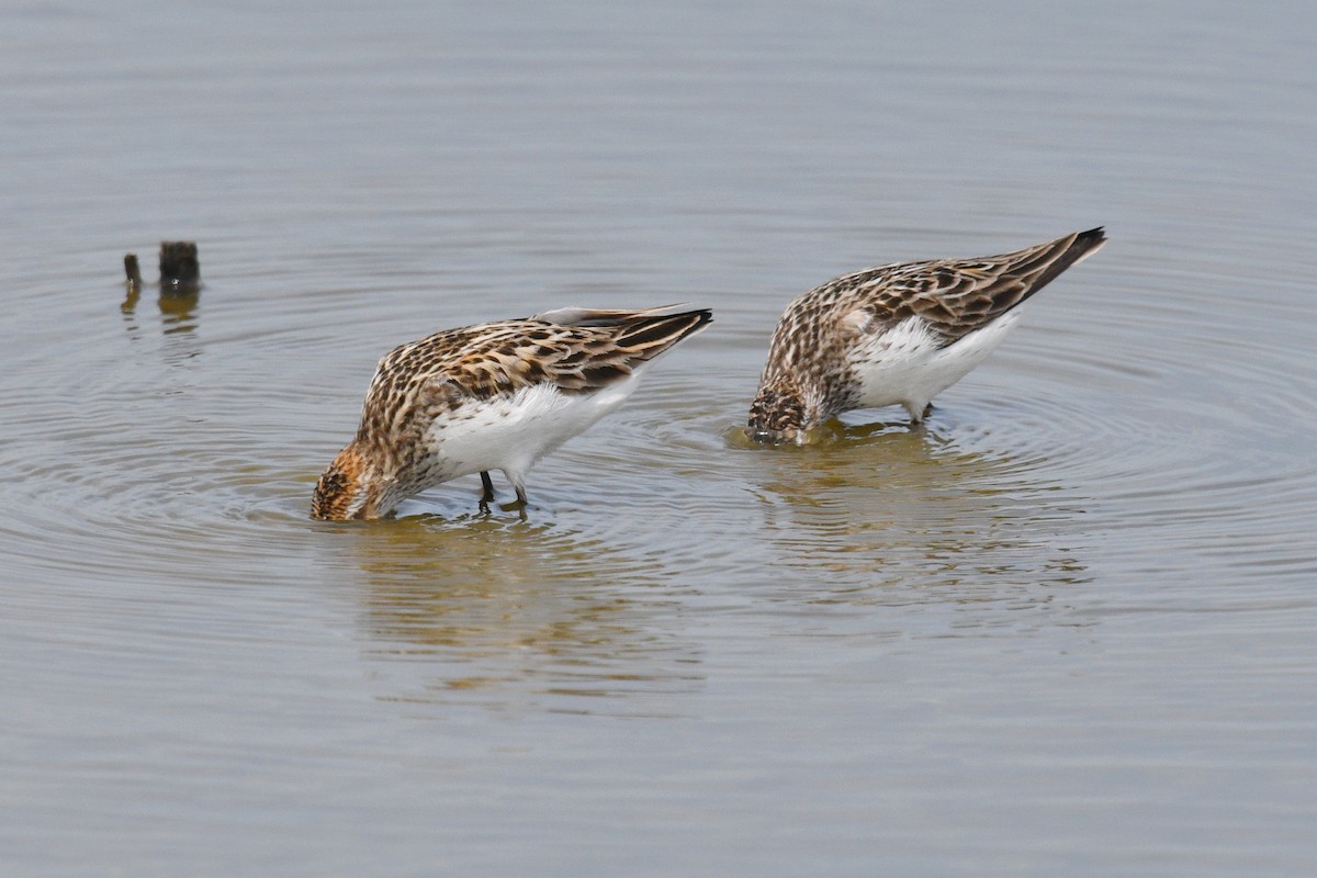 Bergstrandläufer - ML620428564